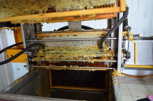 300 пчелосемей (фото 8)
